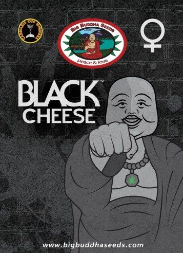Big Buddha Black Cheese ™