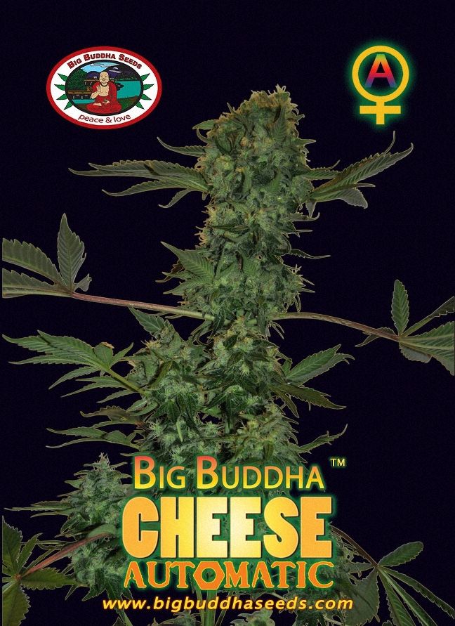 Big Buddha Cheese AUTOMATIC ™