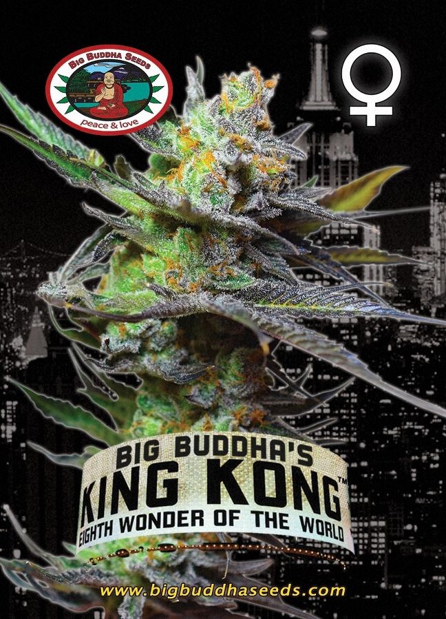 Big buddha's king kong seeds