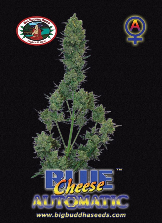 Blue Cheese AUTOMATIC ™