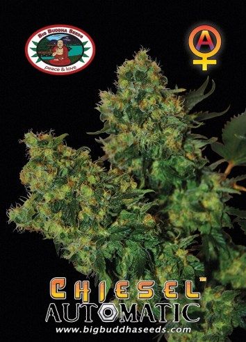 CHIESEL AUTOMATIC ™