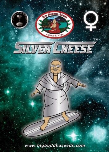 Big Buddha Silver Cheese ™